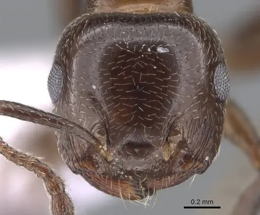 Crematogaster schmidti specimen CASENT0910241 image casent0910241_2