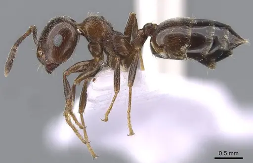 Crematogaster schmidti specimen CASENT0910241 image casent0910241_3