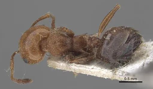 Crematogaster schmidti specimen CASENT0919655 image casent0919655_1