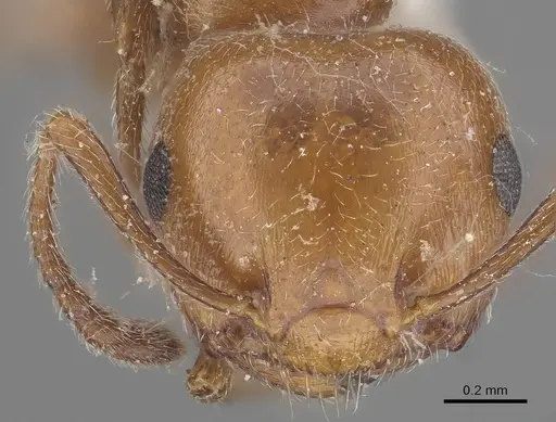 Crematogaster schmidti specimen CASENT0919655 image casent0919655_2