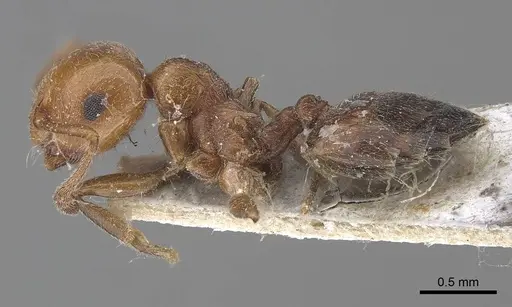 Crematogaster schmidti specimen CASENT0919655 image casent0919655_3