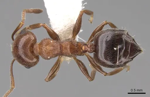 Crematogaster schmidti specimen CASENT0922681 image casent0922681_1