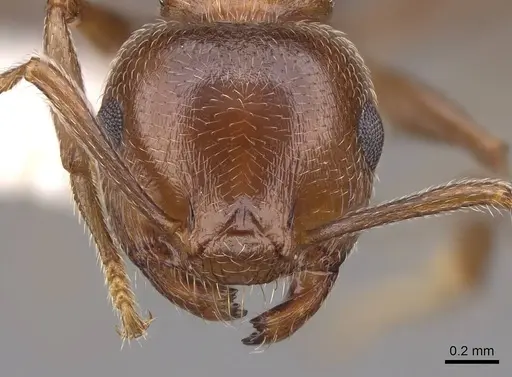 Crematogaster schmidti specimen CASENT0922681 image casent0922681_2