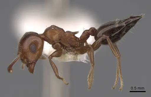 Crematogaster schmidti specimen CASENT0922681 image casent0922681_3