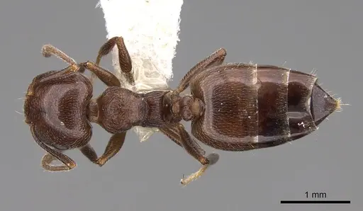 Crematogaster schmidti specimen CASENT0922682 image casent0922682_1