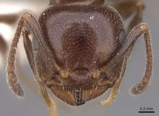 Crematogaster schmidti specimen CASENT0922682 image casent0922682_2