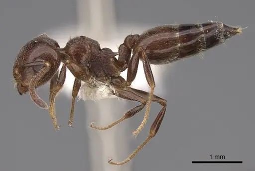 Crematogaster schmidti specimen CASENT0922682 image casent0922682_3
