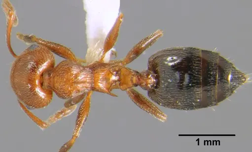 Crematogaster schmidti specimen CFH000041 image cfh000041_1