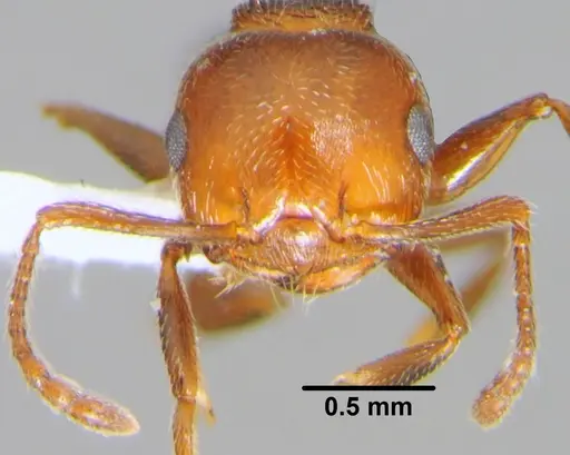 Crematogaster schmidti specimen CFH000041 image cfh000041_2