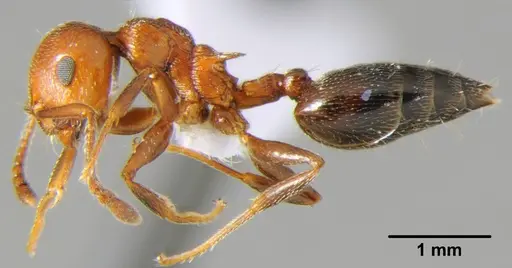 Crematogaster schmidti specimen CFH000041 image cfh000041_3