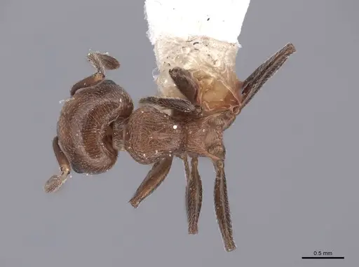 Crematogaster schmidti specimen FMNHINS0000047755 image fmnhins0000047755_1