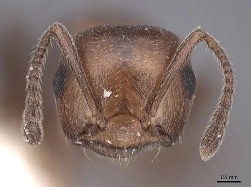 Crematogaster schmidti specimen FMNHINS0000047755 image fmnhins0000047755_2