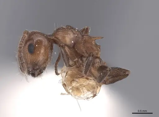 Crematogaster schmidti specimen FMNHINS0000047755 image fmnhins0000047755_3