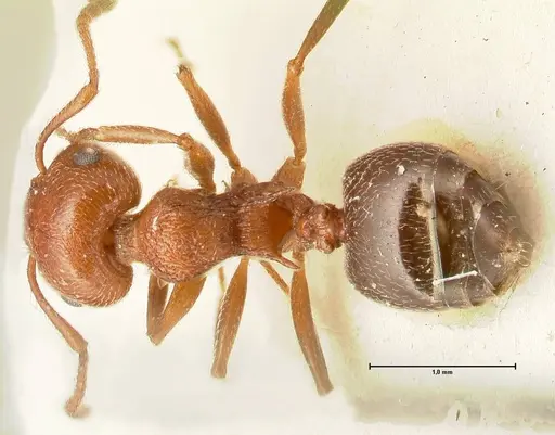 Crematogaster schmidti specimen FOCOL1446 image focol1446_1