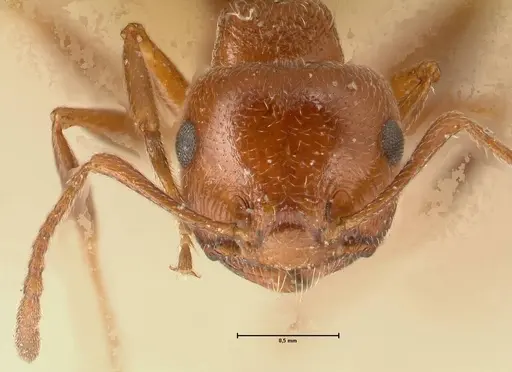 Crematogaster schmidti specimen FOCOL1446 image focol1446_2