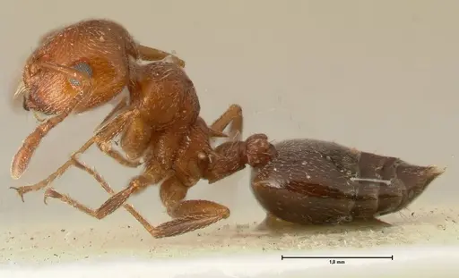 Crematogaster schmidti specimen FOCOL1446 image focol1446_3