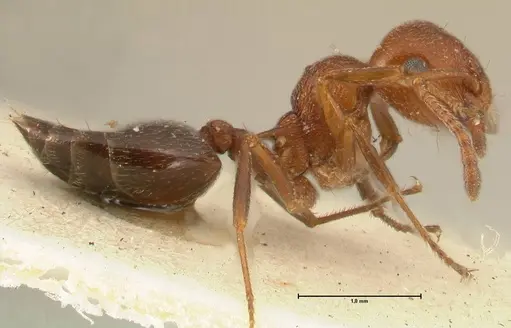 Crematogaster schmidti specimen FOCOL1446 image focol1446_4