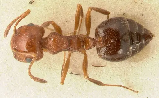 Crematogaster schmidti specimen FOCOL1447 image focol1447_1