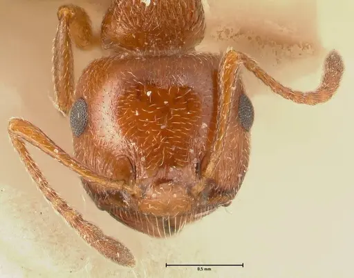 Crematogaster schmidti specimen FOCOL1447 image focol1447_2