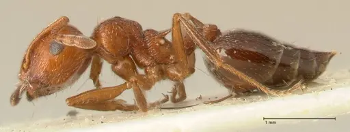 Crematogaster schmidti specimen FOCOL1447 image focol1447_3