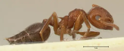 Crematogaster schmidti specimen FOCOL1447 image focol1447_4