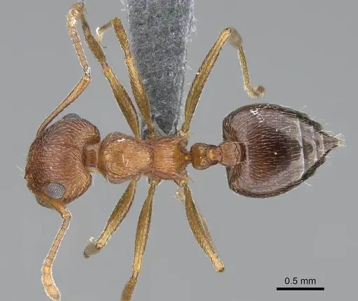 Crematogaster schultzei specimen CASENT0785984 image casent0785984_1