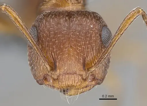 Crematogaster schultzei specimen CASENT0785984 image casent0785984_2