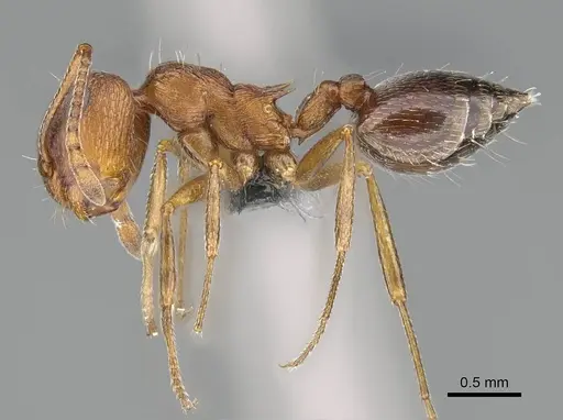 Crematogaster schultzei specimen CASENT0785984 image casent0785984_3