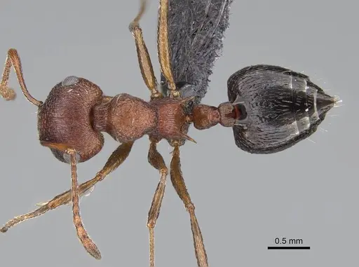 Crematogaster schultzei specimen CASENT0822217 image casent0822217_1
