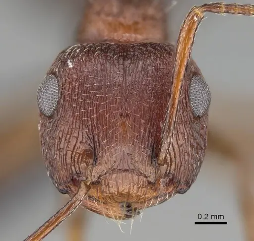 Crematogaster schultzei specimen CASENT0822217 image casent0822217_2