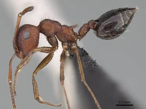 Crematogaster schultzei specimen CASENT0822217 image casent0822217_3
