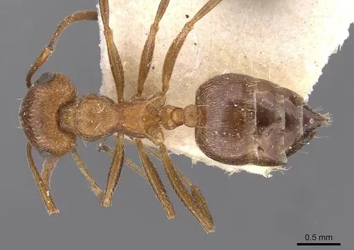 Crematogaster schultzei specimen CASENT0908558 image casent0908558_1