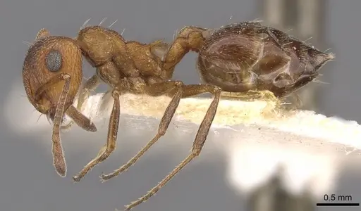 Crematogaster schultzei specimen CASENT0908558 image casent0908558_3