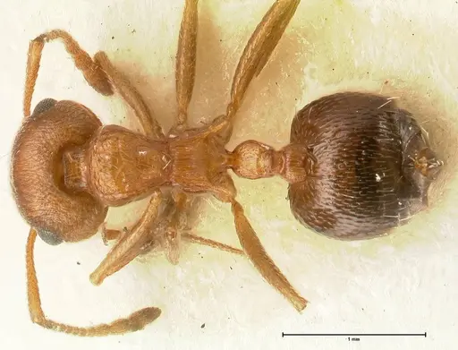 Crematogaster schultzei specimen FOCOL1467 image focol1467_1