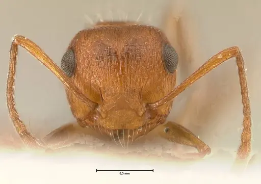 Crematogaster schultzei specimen FOCOL1467 image focol1467_2