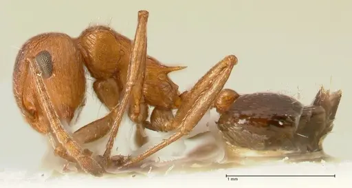 Crematogaster schultzei specimen FOCOL1467 image focol1467_3