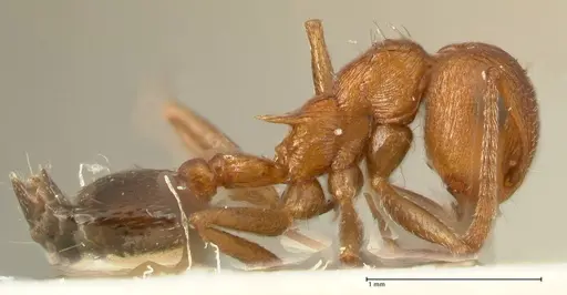 Crematogaster schultzei specimen FOCOL1467 image focol1467_4