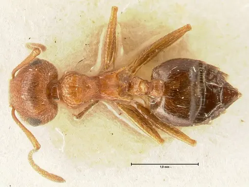 Crematogaster schultzei specimen FOCOL1468 image focol1468_1