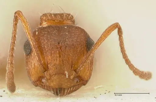 Crematogaster schultzei specimen FOCOL1468 image focol1468_2