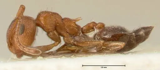 Crematogaster schultzei specimen FOCOL1468 image focol1468_3