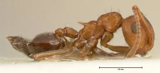 Crematogaster schultzei specimen FOCOL1468 image focol1468_4