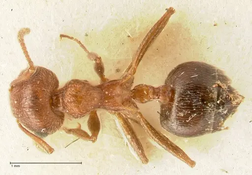 Crematogaster schultzei specimen FOCOL1469 image focol1469_1