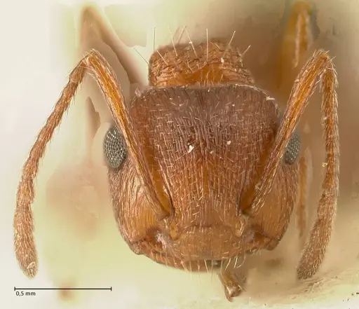 Crematogaster schultzei specimen FOCOL1469 image focol1469_2