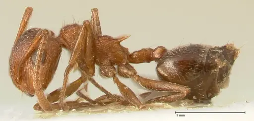 Crematogaster schultzei specimen FOCOL1469 image focol1469_3