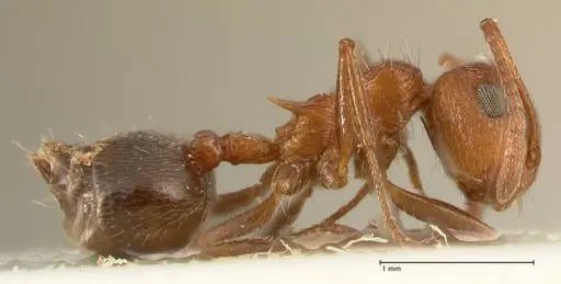 Crematogaster schultzei specimen FOCOL1469 image focol1469_4