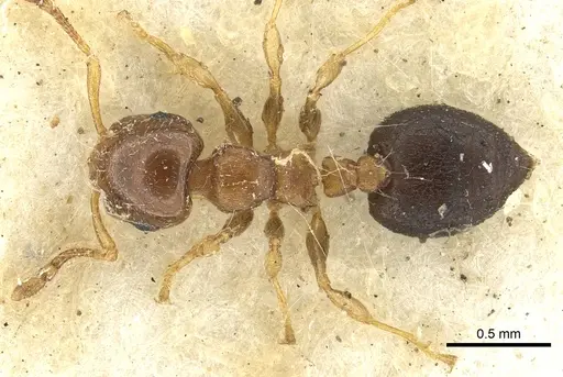 Crematogaster scita specimen CASENT0902131 image casent0902131_1