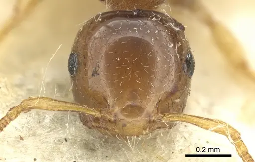 Crematogaster scita specimen CASENT0902131 image casent0902131_2