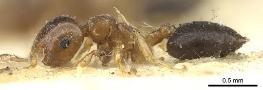 Crematogaster scita specimen CASENT0902131 image casent0902131_3