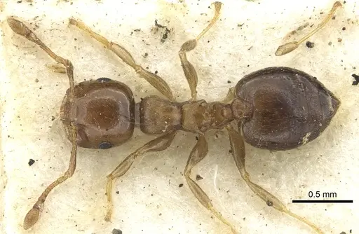 Crematogaster scita specimen CASENT0902132 image casent0902132_1