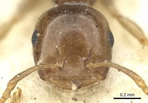 Crematogaster scita specimen CASENT0902132 image casent0902132_2